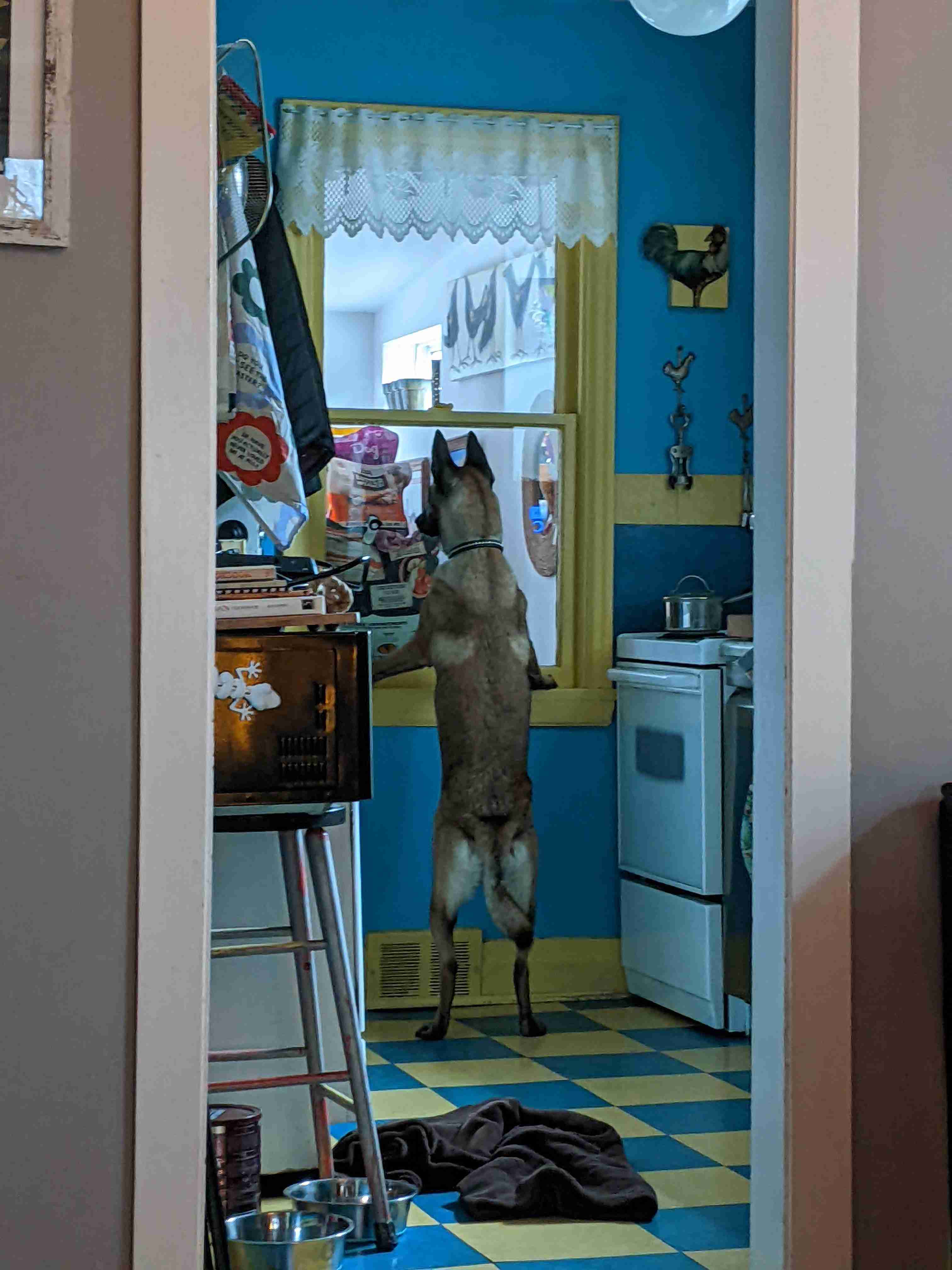 Curious Canine in the Kitchen