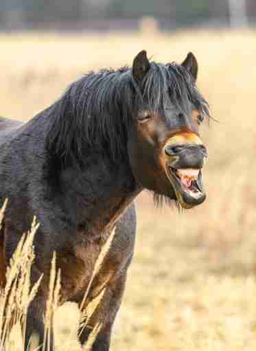 Playful Pony in the Meadow