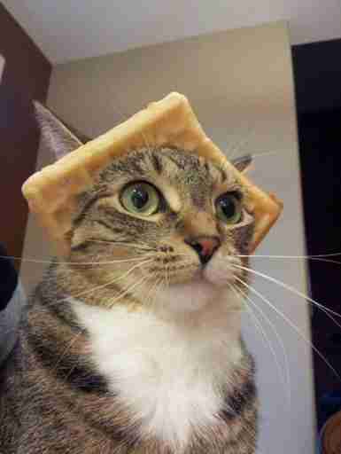 Cat with Toast: A Whimsical Moment