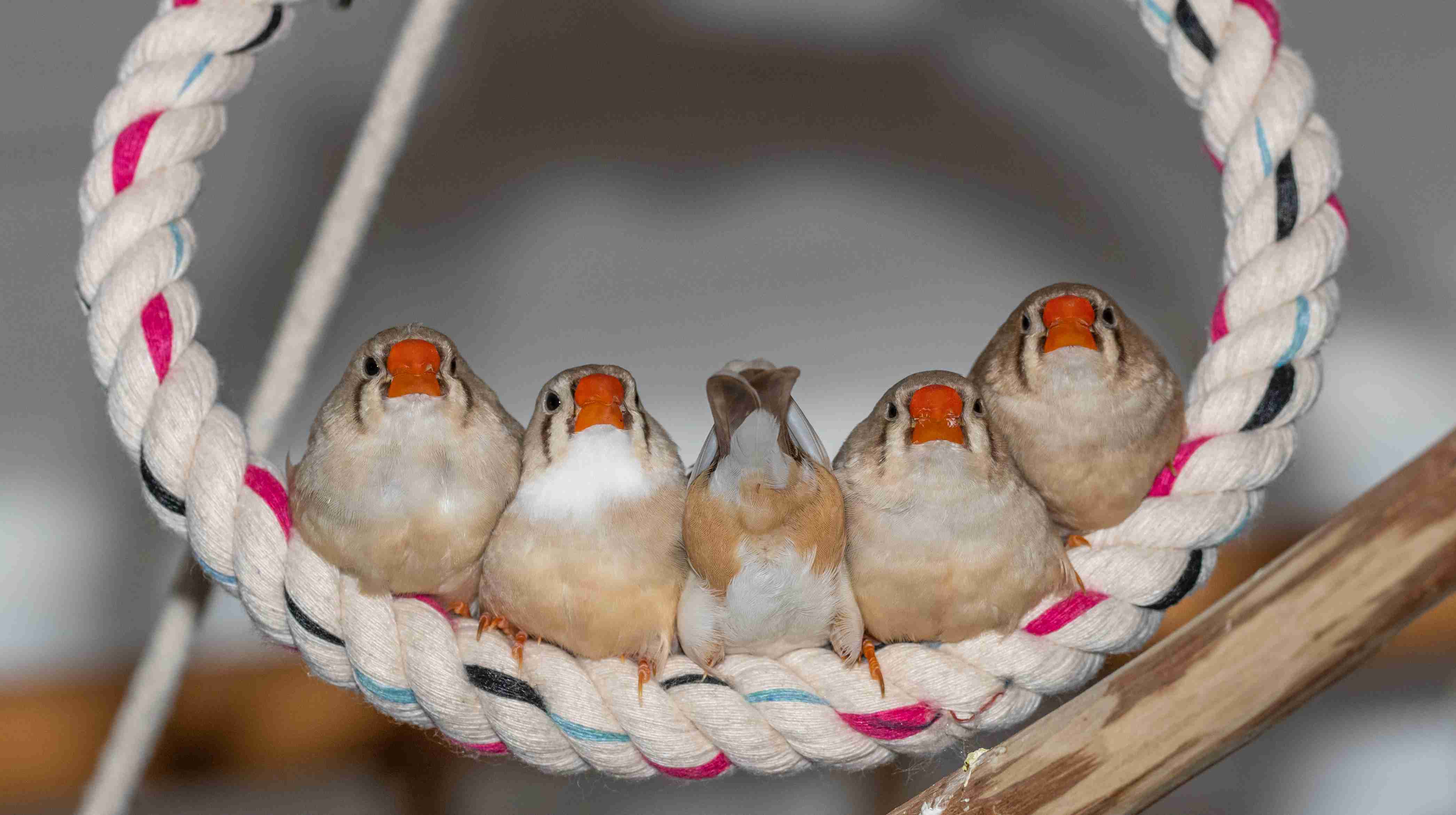 Charming Finch Gathering